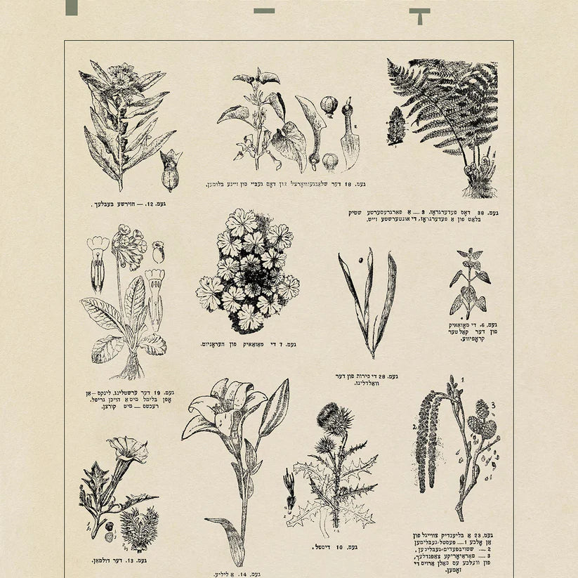 BotanicalPoster18x24_web.webp
