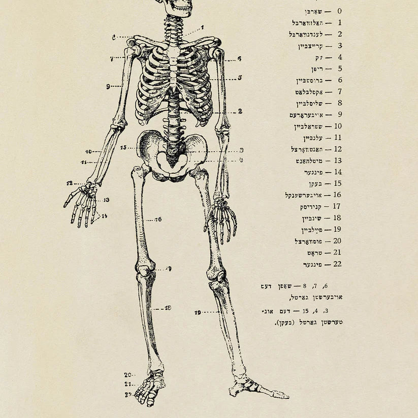 SkeletonPoster18x24_web.webp